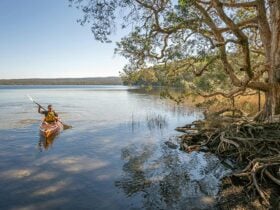 Visitor paddling across Boolambayte Lake, Bungarie Bay campground. Credit: John Spencer © DPE
