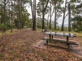 Myrtle Mountain lookout, South East Forest National Park. Photo credit: John Spencer © DPIE