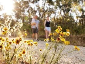 Nail Can Hill Walking Track