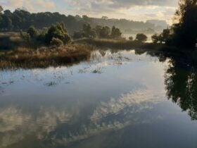 Image of body of water and trees in the background..