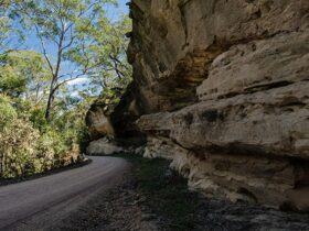 World Heritage Drive, Nattai National Park. Photo: John Spencer © DPIE