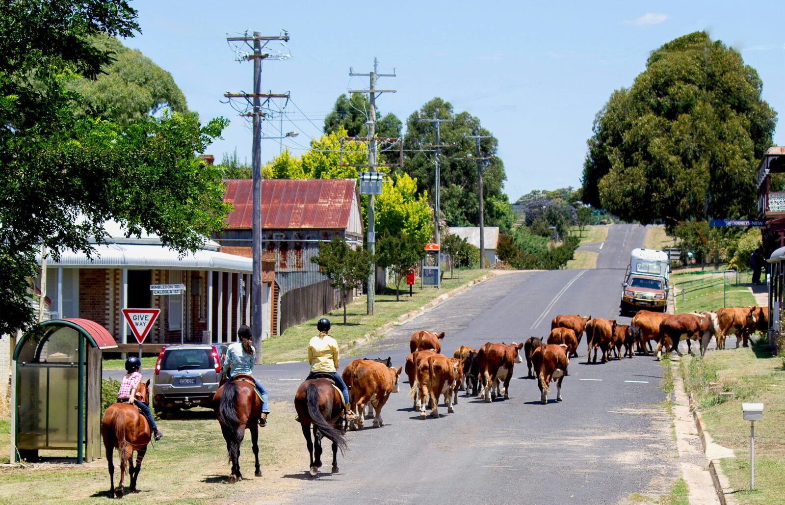 Stockmen on horses behind a line of red cattle walking along the road past the gallery