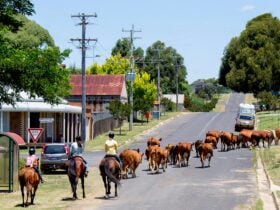 Stockmen on horses behind a line of red cattle walking along the road past the gallery