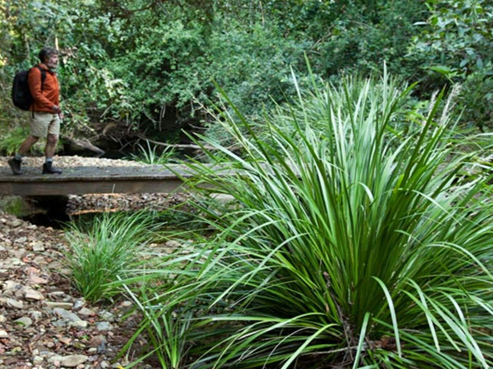 Walking track, Ngambaa Nature Reserve. Photo: Robert Cleary © DPIE