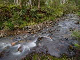 Creek line, Nowendoc National Park. Photo: John Spencer © DPIE