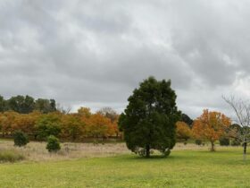 Nutwood Farm in winter