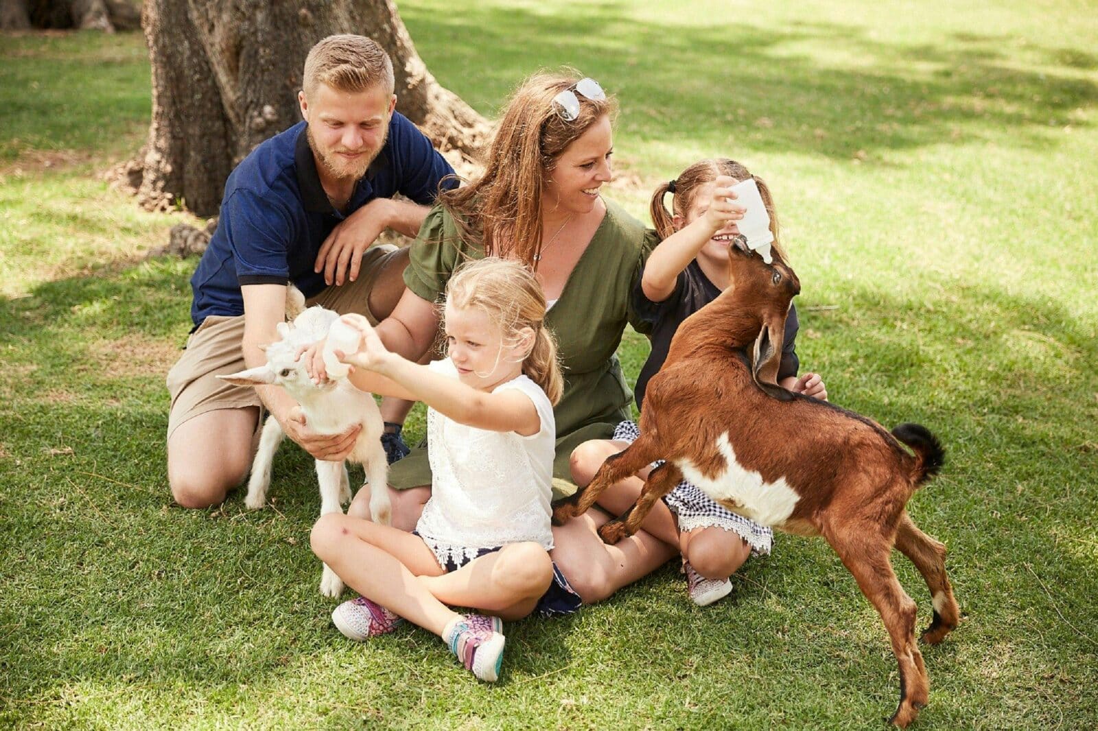 A dad, mum and 2 daughters bottle feeding two baby goats at the park