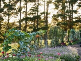 Oxley Hill Farm Flowers 1