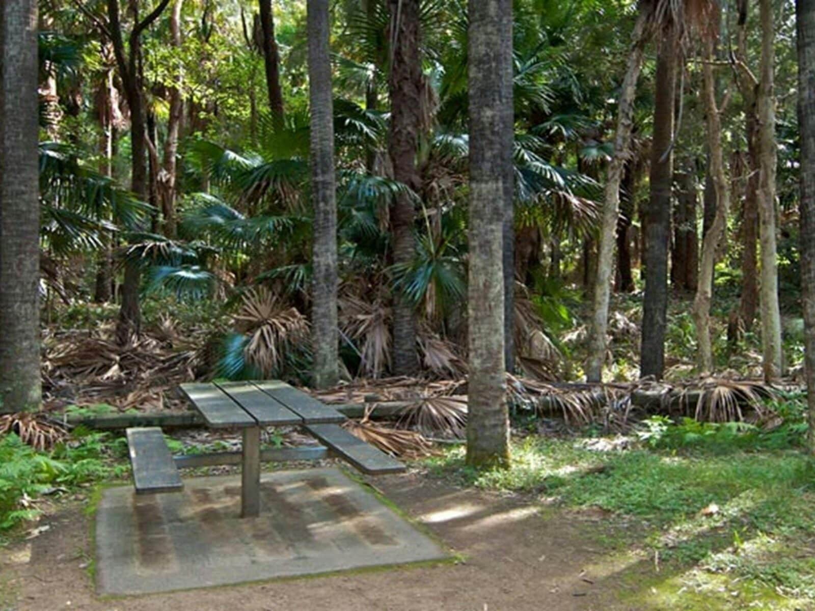 Palms picnic area in Munmorah State Conservation Area. Photo: John Spencer