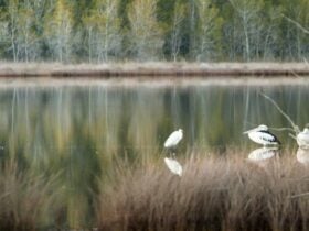 Pattimores Lagoon, Narrawallee National Park. Photo: Michael van Ewijk © OEH