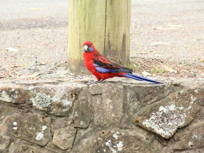 A crimson rosella at Pebbly Beach picnic area, Murramarang National Park. Photo: John Yurasek ©