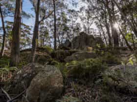 Pheasants Peak walking track, South East Forests National Park. Photo: John Spencer
