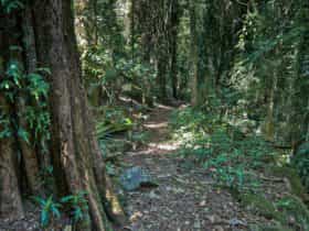 Pholis Gap walking track, Nightcap National Park. Photo: B. McLachlan