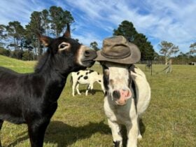 Pine Ridge Miniature Donkeys 1