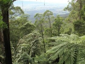 Pipers lookout, South East Forest National Park. Photo credit: John Yurasek © DPIE