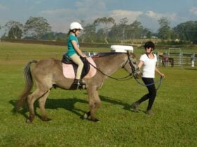 Port Macquarie led pony rides