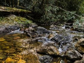 Potoroo Falls picnic area, Tapin Tops National Park. Photo: John Spencer/OEH