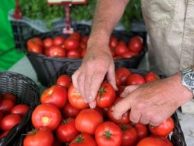 Image of a stall operator selling baskets of tomatoes