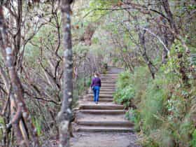 Princes Rock walking track, Blue Mountains National Park. Photo: Nick Cubbin