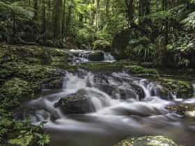Protestors Falls walking track