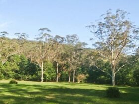 Red Cedar Flat picnic area, Royal National Park. Photo: Andy Richards/NSW Government