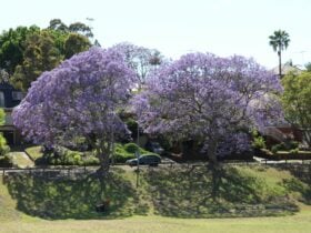 Park Trees