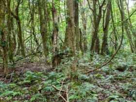 Robertson Nature Reserve. Photo: Michael van Ewijk © DPIE