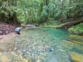 Rosewood Creek walking track, Dorrigo National Park. Photo: Rob Cleary