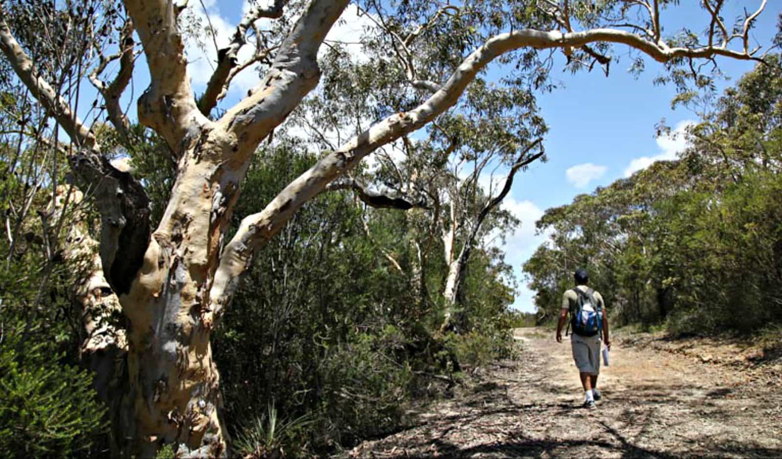 Salvation loop, Ku-ring-gai Chase National Park. Photo: Andy Richards/NSW Government