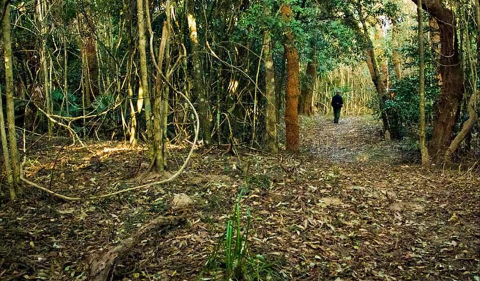 Sand track walk (north)