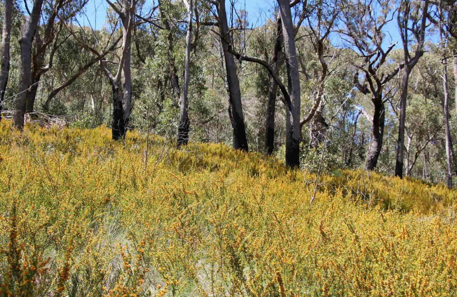 Scutts Hut and Kurrawonga Falls walk, Mount Kaputar National Park. Photo: Jessica Stokes