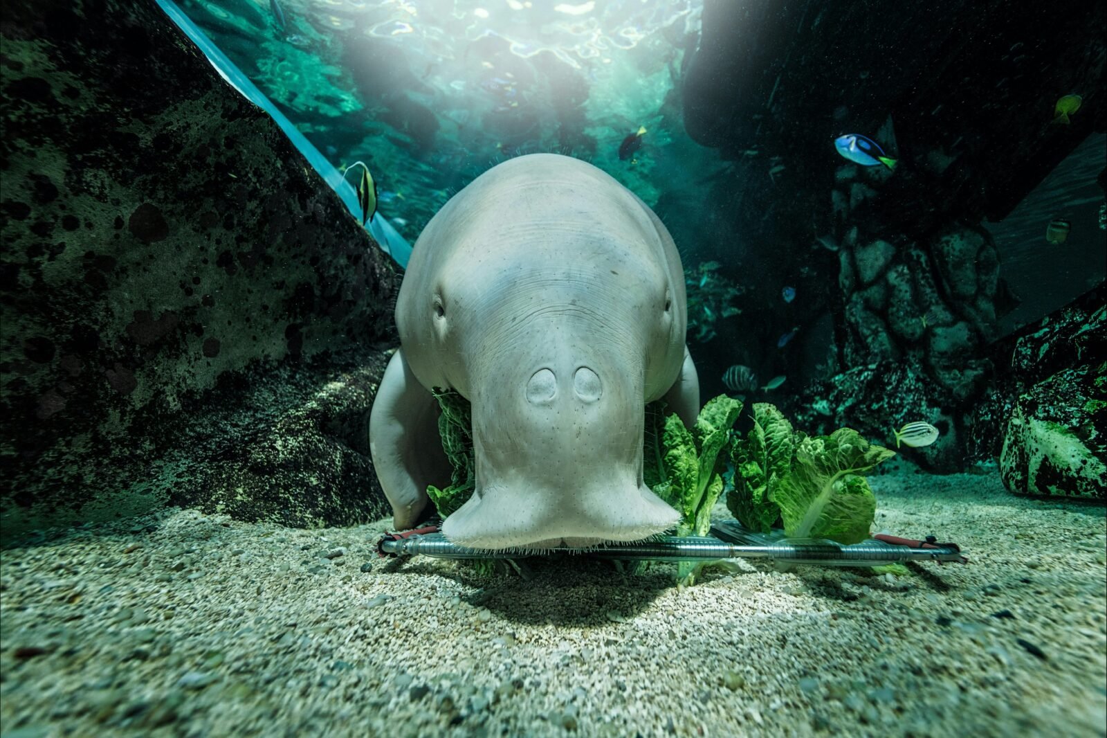Dugong