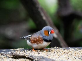 Finch