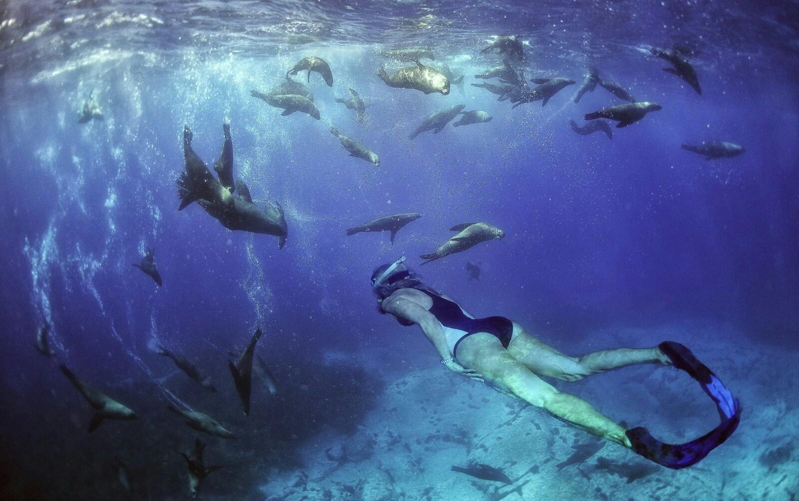 Woman snorkelling with seals at Barunguba Montague Island