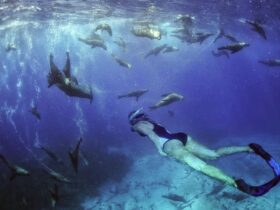 Woman snorkelling with seals at Barunguba Montague Island