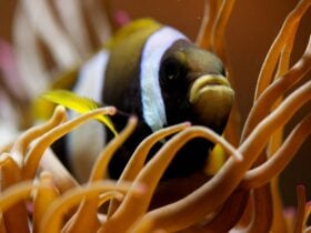 Clownfish