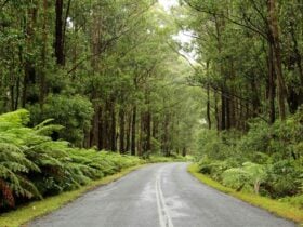 Road to Myrtle Mountain lookout, South East Forest National Park. Photo credit: John Yurasek ©