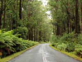 Road to Myrtle Mountain lookout, South East Forests National Park. Photo: John Yurasek