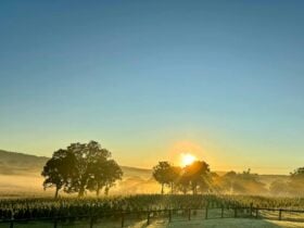 Sunrise over the trees