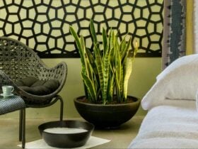 Spa Anise