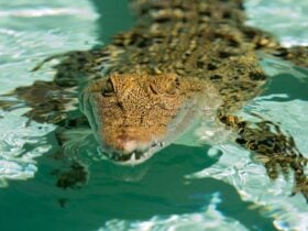 Crocodile