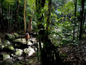 The creek line in Strickland State Forest