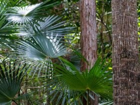 Sugar Creek trail, Wallingat National Park. Photo: John Spencer © OEH