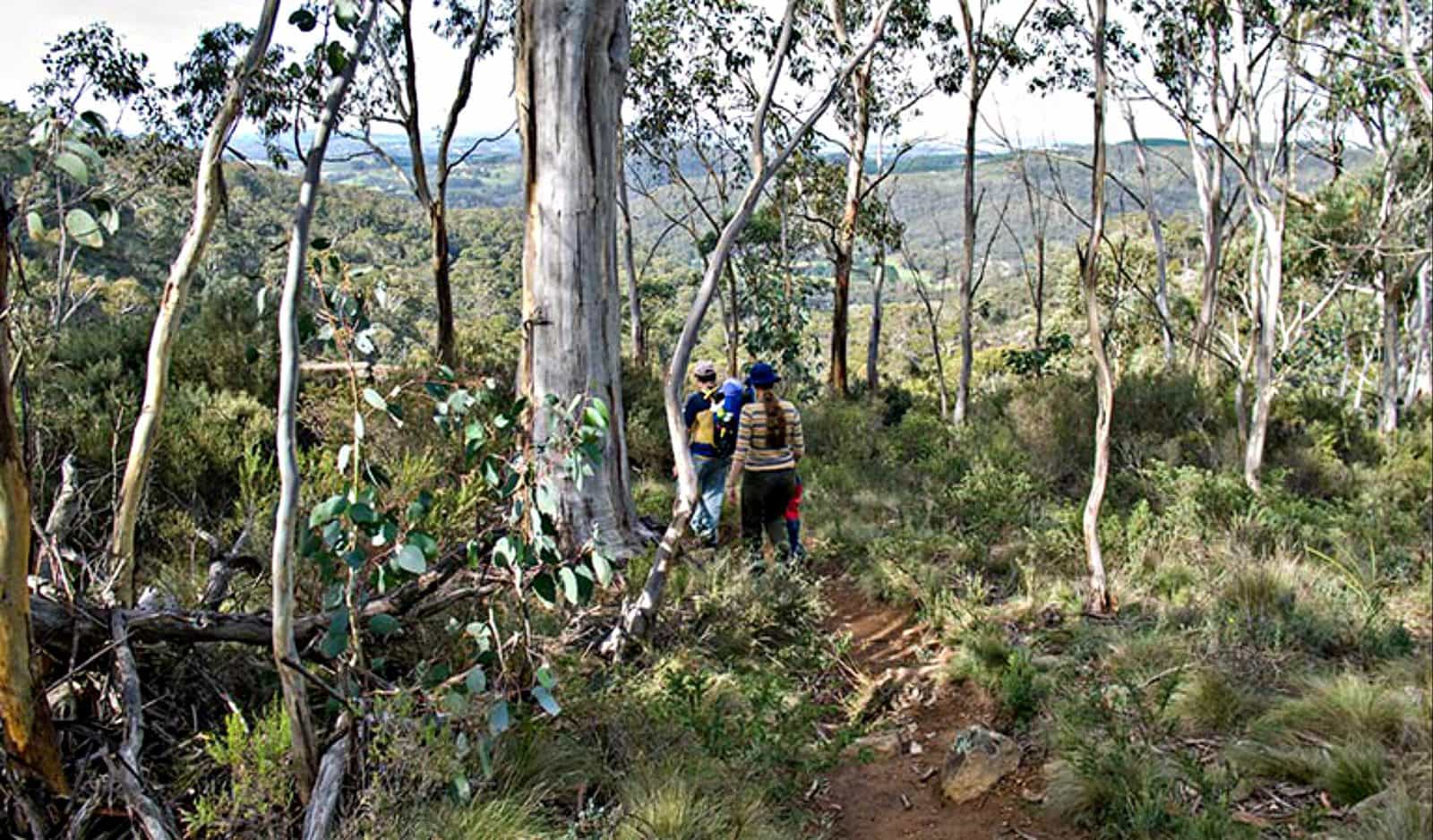 Summits walking track, Mount Canobolas State Conservation Area. Photo: Boris Hlavica