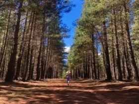 sunny corner, camping, picnic, 4wd, four wheel drive