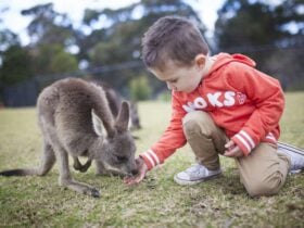 Symbio Wildlife Park