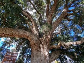 Tenterfield Cork Tree
