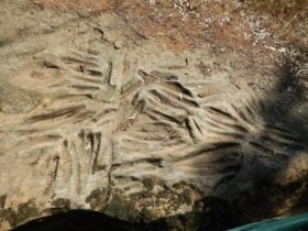 Terramungamine Rock Grooves