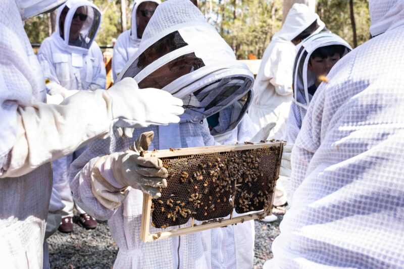 Adult bee keeper