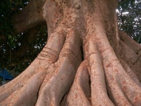 The Big Fig Tree